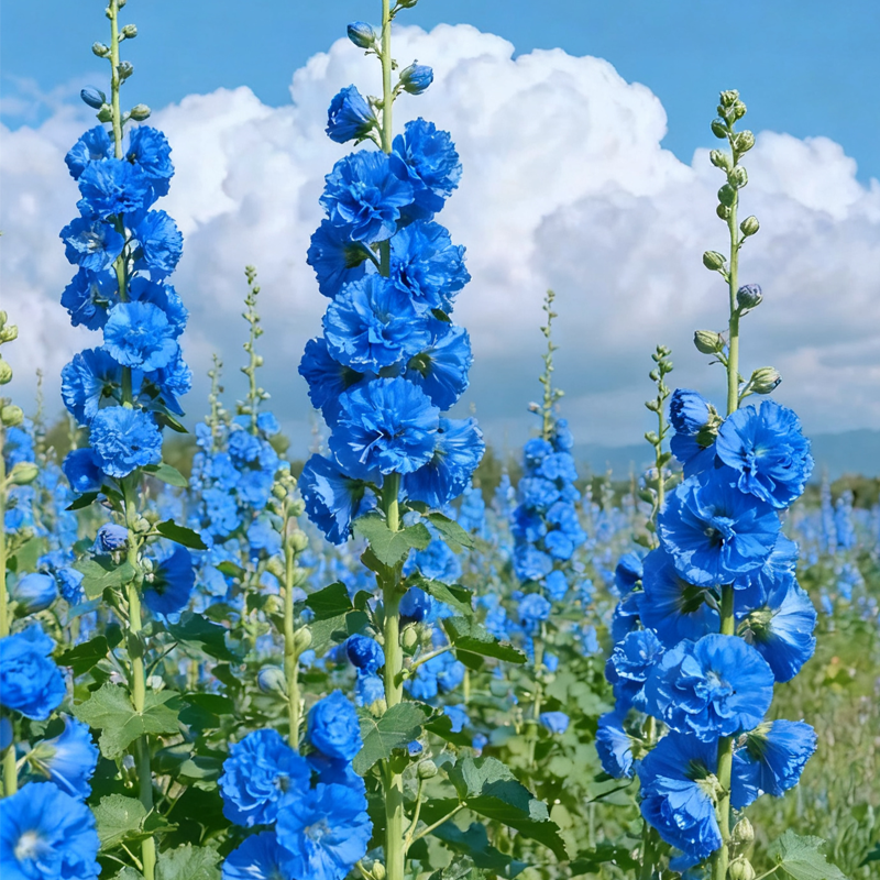 Hollyhock — The Most popular Flower of 2026