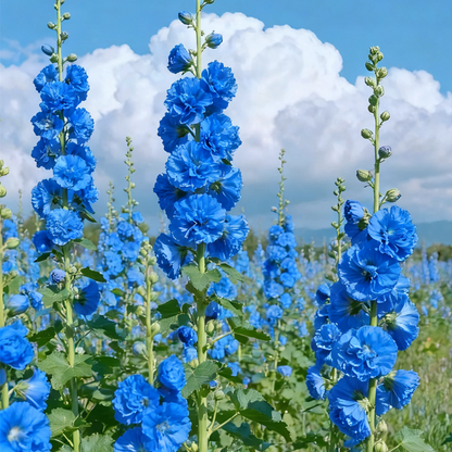 Hollyhock — The Most popular Flower of 2026