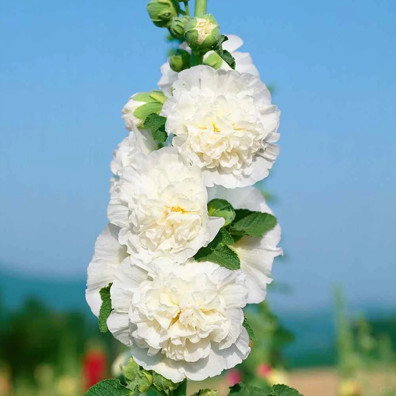 Hollyhock — The Most popular Flower of 2026