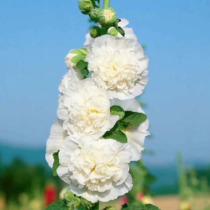 Hollyhock — The Most popular Flower of 2026