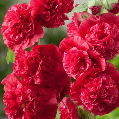 Hollyhock — The Most popular Flower of 2026