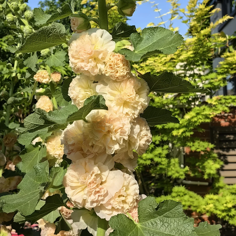Hollyhock — The Most popular Flower of 2026