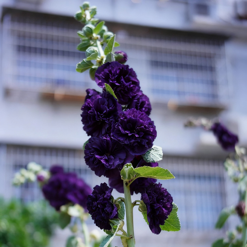 Hollyhock — The Most popular Flower of 2026