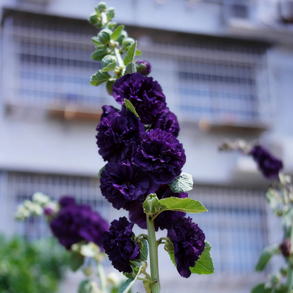 Hollyhock — The Most popular Flower of 2026