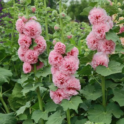 Hollyhock — The Most popular Flower of 2026